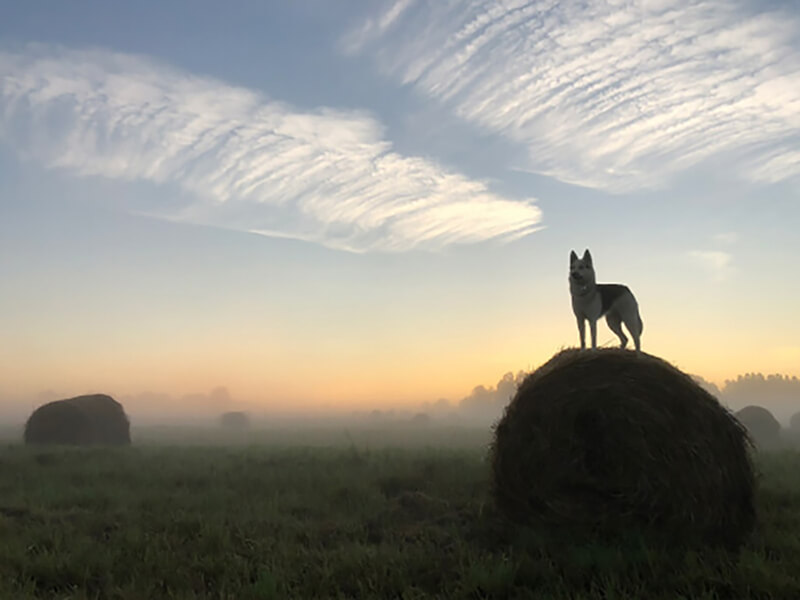 Field in the fog